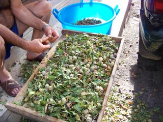 Immagine allegata alla scheda. Per averne una descrizione leggere i dettagli più in basso.